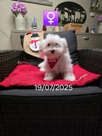 beaux chiots havanais, 15 semaines à 1 an, Parvovirose, Bichon maltais, Éleveur | Professionnel