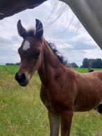 Knap Arabisch hengstenveulen, Dieren en Toebehoren, Paarden, Minder dan 160 cm, 0 tot 2 jaar, Hengst, Ontwormd