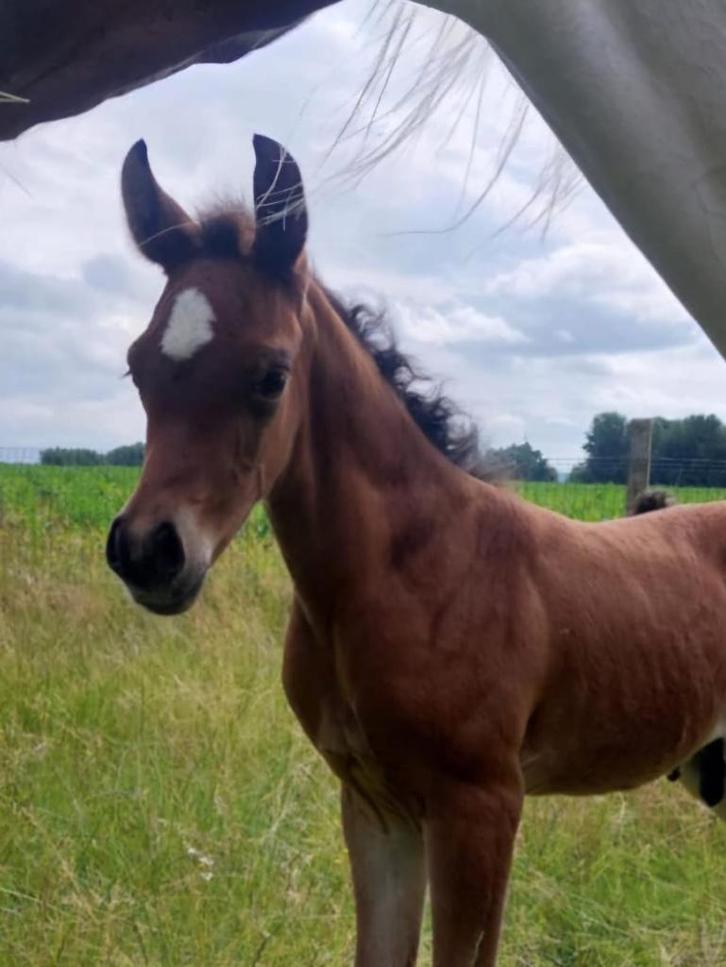 Knap Arabisch hengstenveulen, Dieren en Toebehoren, Paarden, Hengst, Onbeleerd, Minder dan 160 cm, 0 tot 2 jaar, Met stamboom