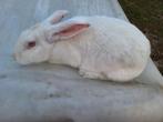 Lapins à vendre, Animaux & Accessoires, Lapins, Femelle, Grand, 0 à 2 ans
