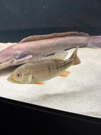 Cichla melaniae xingu (2x), Dieren en Toebehoren, Vis, Zoetwatervis