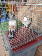duiven, Dieren en Toebehoren