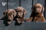 choco labrador pups, ouders zijn hier aanwezig, Dieren en Toebehoren, Honden | Retrievers, Spaniëls en Waterhonden, België, CDV (hondenziekte)