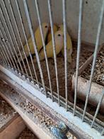 Roseicolli, Dieren en Toebehoren