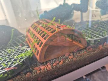 Mostunnel met javamos (Taxiphyllum barbieri) beschikbaar voor biedingen