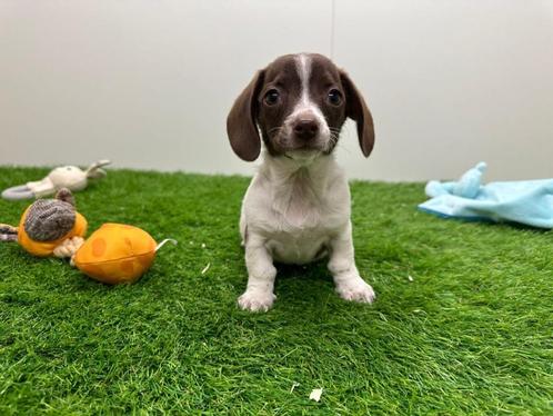 Kruising Teckel x Chihuahua pup, Dieren en Toebehoren, Honden | Niet-rashonden, Reu, Fokker | Professioneel, Eén hond, België