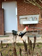 Leghorn haan, Dieren en Toebehoren, Mannelijk, Kip