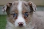 Prachtige Welsh Corgi Cardigan pups (ouders aanwezig), Dieren en Toebehoren, Honden | Herdershonden en Veedrijvers, België, Overige rassen