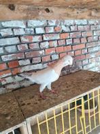 Hij is een man, Dieren en Toebehoren