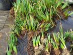 vijverplanten, Ophalen, Nieuw