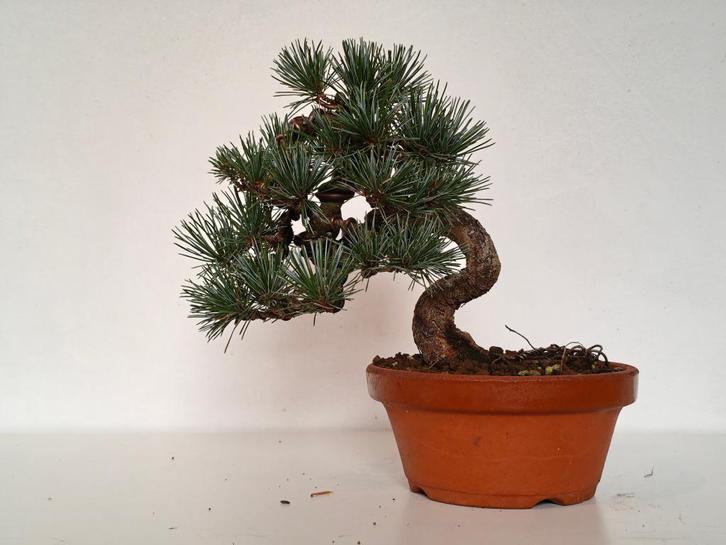 Japanse witte den Bonsai, Tuin en Terras, Planten | Bomen, Overige soorten, Minder dan 100 cm, Volle zon, Bloeit niet, In pot