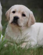 Labrador, Dieren en Toebehoren, Honden | Retrievers, Spaniëls en Waterhonden, België, CDV (hondenziekte), 8 tot 15 weken, Labrador retriever