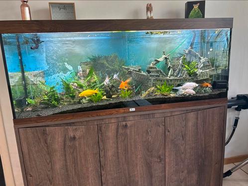 Aquarium presque nouveau vendu complet, Animaux & Accessoires, Poissons | Aquariums & Accessoires, Neuf