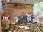Jonge konijntjes 7 weken oud ., Dieren en Toebehoren, Konijnen
