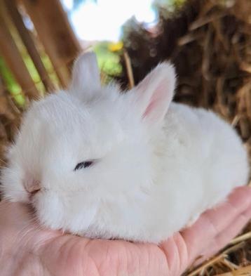 Minilop konijn baby konijntje  beschikbaar voor biedingen