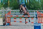 Mooie brave sportmerrie, ook leuk papier., Merrie, Springpaard, Gechipt, M