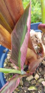 Musa Nono, Ophalen of Verzenden