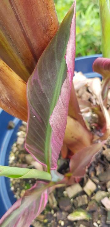 Musa Nono beschikbaar voor biedingen