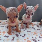 Chichuahua, Dieren en Toebehoren, België, Particulier, CDV (hondenziekte), 8 tot 15 weken