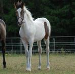 Merrie veulen, Merrie, Springpaard, Minder dan 160 cm, 0 tot 2 jaar