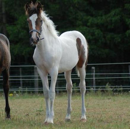 Merrie veulen, Dieren en Toebehoren, Paarden, Merrie, Onbeleerd, Minder dan 160 cm, 0 tot 2 jaar, Springpaard, Gechipt, Ontwormd