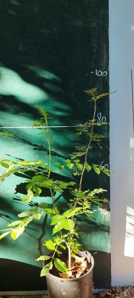 Xanthoxylum simulans, Tuin en Terras, Planten | Tuinplanten, Kruiden, Zomer, Ophalen of Verzenden