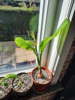bananeplant ,musella lasiocarpa, Tuin en Terras, Ophalen