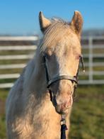 Paint merrie, Dieren en Toebehoren, Merrie, Met stamboom, 0 tot 2 jaar, Onbeleerd