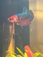 Prachtige Betta, Dieren en Toebehoren, Vissen | Aquariumvissen, Vis, Zoetwatervis