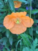 Zaailingen, oranje papaver ( vaste soort ) 6 voor 5 euro, Tuin en Terras, Volle zon, Vaste plant, Zomer, Ophalen