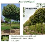 BOL-ESDOORN (ACER Platanoides "GLOBOSUM"), HOOGSTAM 35€/Stuk, Tuin en Terras, Ophalen, Lente, Bolboom, 250 tot 400 cm