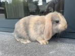 Minilop konijntje, Dieren en Toebehoren, Konijnen
