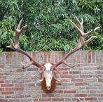 Schedel edelhert met XXXL gewei jacht opgezette taxidermie, Ophalen, Hert, Schedel
