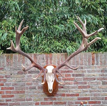 Schedel edelhert met XXXL gewei jacht opgezette taxidermie  beschikbaar voor biedingen