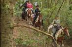 GEZOCHT braaf paard voor buitenritten, Dieren en Toebehoren, Paarden, Meerdere dieren, Minder dan 160 cm