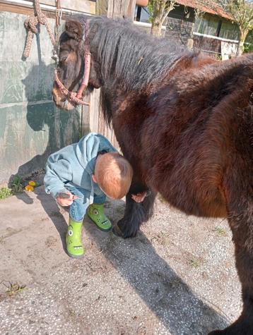 Shetland (fok) merrie  beschikbaar voor biedingen