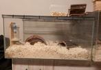 Goudhamsters met kooi en toebehoren, Dieren en Toebehoren, Ophalen, Zo goed als nieuw, Kooi, Hamster