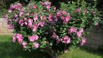 Hibiscus Syriacus, Tuin en Terras, Ophalen, Vaste plant