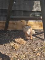Legkip kuikens 🐣 gesekt en geënt, Dieren en Toebehoren, Pluimvee, Vrouwelijk, Kip