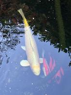 Large Koi for sale, Animaux & Accessoires, Poissons | Poissons d'étang, Carpe ou Koï