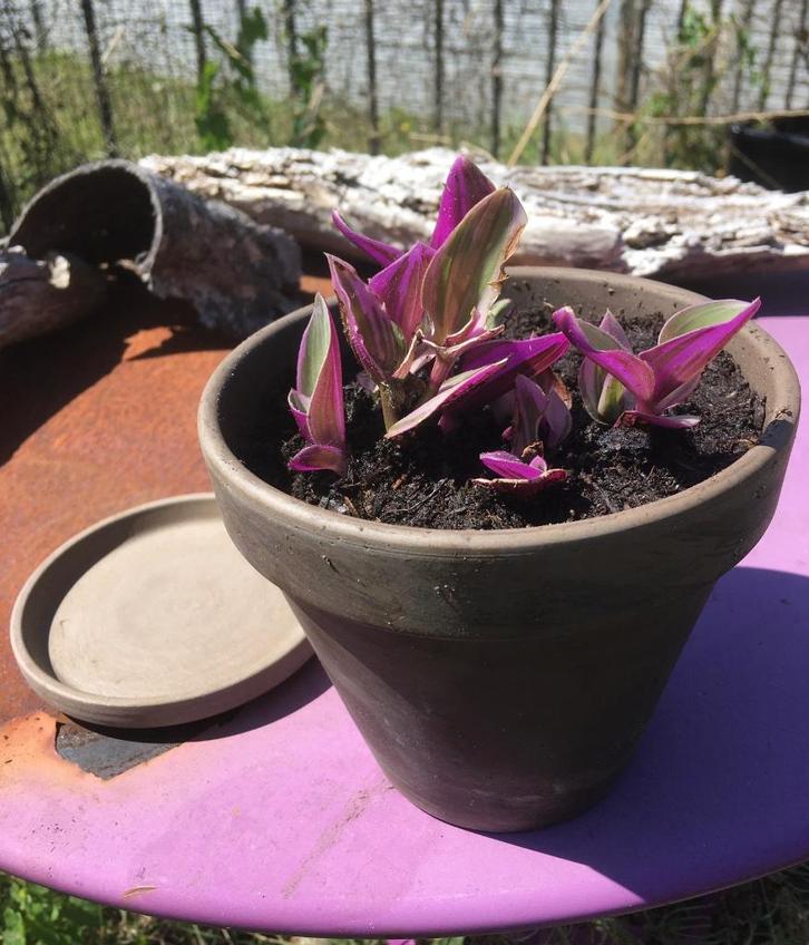 Terracotta potje met schotel met Tradescantia Nanouk, Huis en Inrichting, Kamerplanten, Overige soorten, Minder dan 100 cm, Bloeiende kamerplant