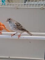 rode kanarie, Dieren en Toebehoren, Vrouwelijk, Kleurkanarie