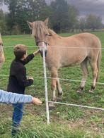 Merrie fjord, Poney D (1.37 m à 1.48m), 0 à 2 ans, Jument, Non dressé