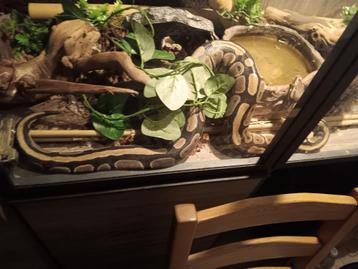 Serpents et terrarium boa constrictor roi pyton