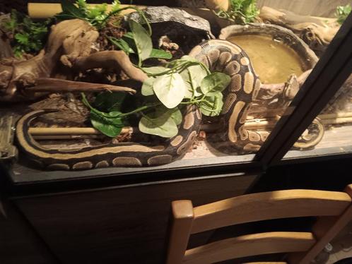 Serpents et terrarium boa constrictor roi pyton, Animaux & Accessoires, Reptiles & Amphibiens, Serpent, Avec terrarium, Domestique