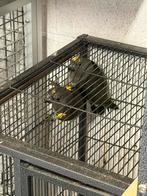 Perroquet meyer, Animaux & Accessoires, Oiseaux | Perruches & Perroquets, Perroquet