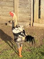 Indio gigante jonge hanen patrijs, rood en zwart-wit, Dieren en Toebehoren, Pluimvee, Mannelijk, Kip