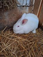 2 moeren van 1 jaar oud., Dieren en Toebehoren