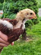 Nog 2 jonge haantjes te koop - uitgekomen op 12april, Dieren en Toebehoren, Mannelijk, Kip