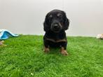 Nestje Dwergteckel pups, Dieren en Toebehoren, België, CDV (hondenziekte), 8 tot 15 weken, Dwerg